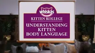 Understanding Kitten Body Language and Communication : Kitten Kollege