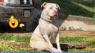 You Will Die Laughing At These Dogs 😹🐶  The Funniest Dog Moments Compilation 🐾