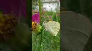 Lepidoptera(Pieridae)