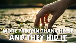 Eggs That Grow on Water? The High-Protein Superfood That Needs No Soil.