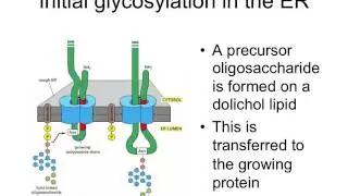 Week 6- Protein Engineering Lecture 7: Post-Translational Modifications