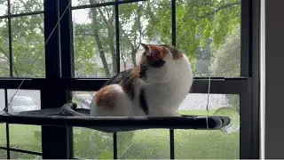 Introducing My Cats + Peyela Cat Window Perch Review :)