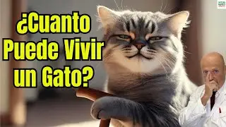 🐱⏳ ¿CUANTO PUEDE VIVIR UN GATO SI LO CUIDAS MUCHO?🐱⏳