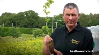 Cell Grown Plants Explained by Heathwood Nurseries