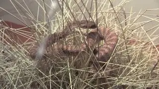 Death Adder