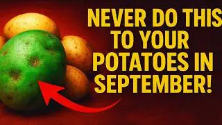 Never Do This to Your Potatoes in September! 🚫 One Fatal Mistake That Turns Them Into Poison.