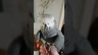 #clarencecartertheafricangrey #parrot #africangreys #birds