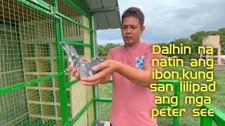Dalhin na natin ang ibon,kung san lilipad ang mga peter see