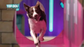 Horst-Kevin wird zur Horst-Rakete 🚀 | Top Dog Germany