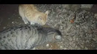 How do cats mate?