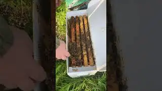 Making another nuc for a friend🐝☀️ #bee #bees #beekeeper #beekeeping #hive #nature #shorts #short