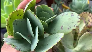 Kalanchoe Marmorata | Mudas por decapita&ccedil;&atilde;o
