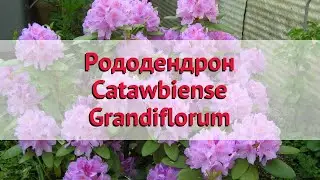 Рододендрон катевбинский Грандифлорум 🌿 Посадка. саженцы, крупномеры рододендроны: особенности сорта
