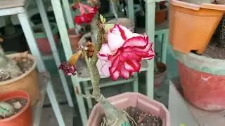 Adenium Red &hearts;️ and White 🤍 flowering,