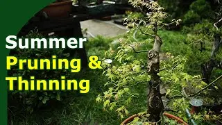 Japanese Maple Summer Pruning and Thinning
