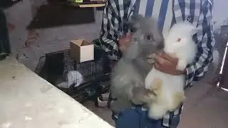Usman Animal farming my rabbits room other bird's