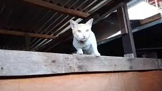 The cat know how to go up, don't know how to go down