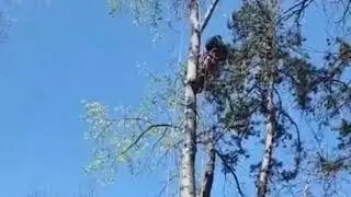 Tree Removing in Atlanta, GA