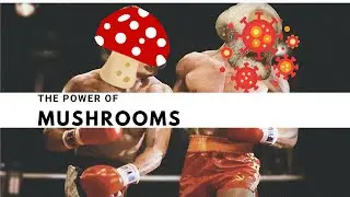 Mushroom Complex Blend | Lion's Mane, Chaga, Reishi, Cordyceps and Turkey Tail