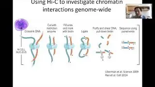 STAT115 Chapter 15.2 Methods to Investigate 3D Genome Organization
