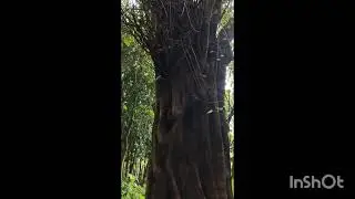 পাকুড়&nbsp;Ficus rumphii&nbsp; #ficusplant 