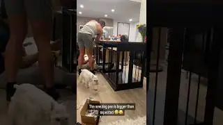#dogdadlife #catdaddy - the pups new bedroom&hellip; #cats too 😹 #dogshorts #catshorts #dogsandcats #lol