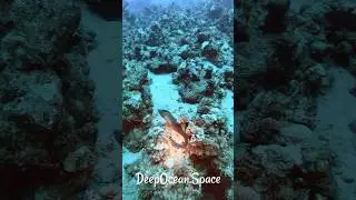 Stay away from me #underwater #diving #tdidivers #scubadiving #sdidivers #redsea #redseadiving