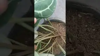 Crystalinum clusher form very bushy | Indoor plants