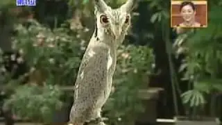 Африканская сова-трансформер!!!! The African owl- transformer