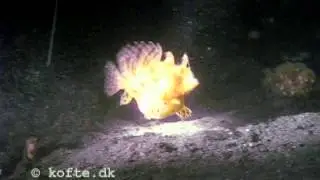 Hairy frogfish eats Soldierfish