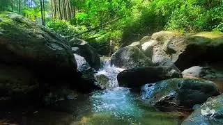 Tranquil River Flow in Remote Forest | Gentle Natural Water Sounds for Deep Night Sleep