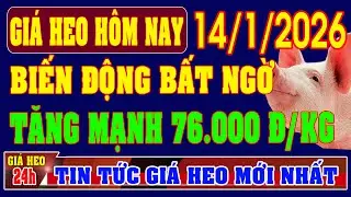 Gi&aacute; Heo Hơi Ng&agrave;y 14/1/2026: BIẾN ĐỘNG BẤT NGỜ, TĂNG MẠNH VƯỢT 76.000 ĐỒNG/KG, B&Agrave; CON VUI MỪNG.