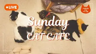 【作業用BGM】閉店後の猫たちは何してる？猫カフェの夜をのぞき見ライブ ☕Relaxing Music & Cats｜2026.1.18