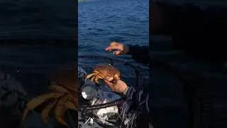 How to Tell the Difference Between a Male and Female Crab