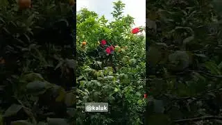 #mandarinvillageresort#kaluk#foryou #nature #viralvideo #shortvideo #travel #ytshorts