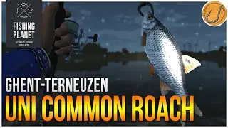 Unique Common Roach of Ghent-Terneuzen Canal! | (Fishing Planet: Test Your Spot Series!)