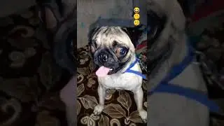 Jo hase vo fase 🧐🤭😂||MAASK|| #funny #comedy #shortvideo #trending #pug #funnyreel #funniestvideo