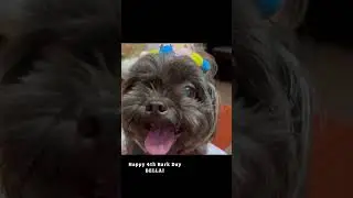 Bellai 4th Barkday!! #happybirthday #shihtzu #barkday #cute #cutedog