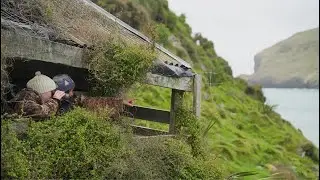 Tourism NZ | If You Seek | Pōhatu Penguins