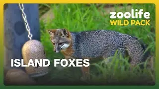 Zoolife Wild Pack 🦊 | What Has Lewis the Island Fox Been Up To Recently?