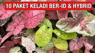 PAKET KELADI BER ID THAILAND DAN HYBRID