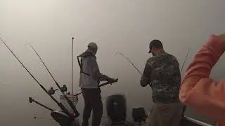 Sebago lake trout in the fog