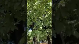 被爆アオギリ二世字幕有り