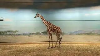 Bronx zoo and central park zoo in one day