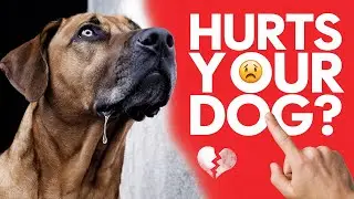 DO You Know What HURTS Your Dog's FEELINGS Every Day