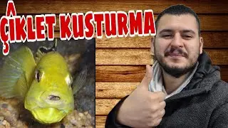 CİKLET BALIĞI KUSTURMA