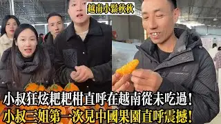 小叔狂炫耙耙柑直呼在越南從未吃過！小叔三姐第一次見中國果園直呼震撼！【小松秋秋生活日常】