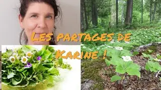 L'ail des bois et l'&eacute;rythrome d'am&eacute;rique  cueillette consciente