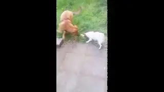 DOG ART ONLINE LOL