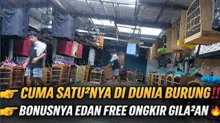 CUMA SATU²NYA DI DUNIA BURUNG‼️BONUS SEGUDANG FREE ONGKIR KE SELURUH INDONESIA ! BOWO MURAI JELAMBAR
